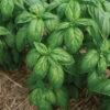 Mia Prospera® Active DMR 1 Mia Prospera® Active DMR -Verdant Bloom Store 05877g 01 mia prospera basil