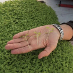 Marigold, Gem -Verdant Bloom Store 06023m 02 gem marigold