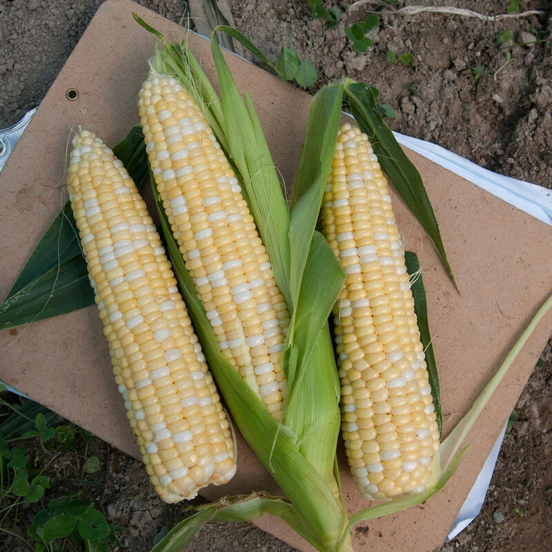 Sweetness 3 Sweetness