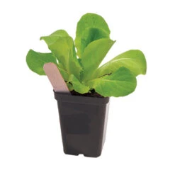 Polypro 2.5" Insert Pots – Black, 32 Count -Verdant Bloom Store 06363 02 polypro black pot