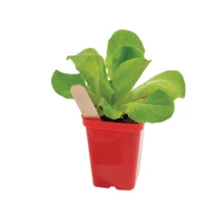 Polypro 2.5" Insert Pots – Red, 32 Count -Verdant Bloom Store 06365 02 polypro red pot