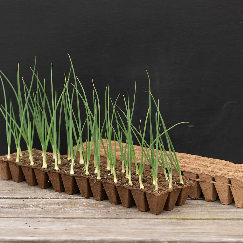 36 Cell Fertil Pots Strip – 10 Count 3 36 Cell Fertil Pots Strip – 10 Count