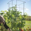 Tomato Cages – 48" -Verdant Bloom Store 07538 01 tomatocage 48in