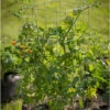 Tomato Cages – 40" -Verdant Bloom Store 07547 01 tomatocage 40in