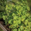 Cucumber Trellis – 48" 1 Cucumber Trellis – 48" -Verdant Bloom Store 07555 01 cucumbertrellis