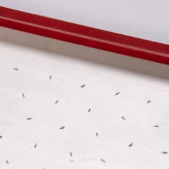 Seed Plate C264 -Verdant Bloom Store 07659 02 c264