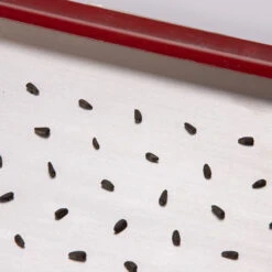 Seed Plate E264 6 Seed Plate E264 -Verdant Bloom Store 07661 02 e264