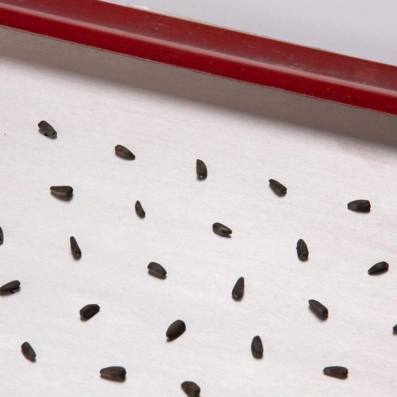 Seed Plate E264 4 Seed Plate E264 - Image 2