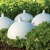 Blanching Cap -Verdant Bloom Store 07698 02 blanching cap