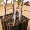 Grafting Support Stakes 1 Grafting Support Stakes -Verdant Bloom Store 07905 01 grafting stakes