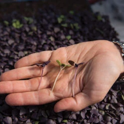 Basil, Dark Opal 8 Basil, Dark Opal -Verdant Bloom Store 0902m 02 dark opal