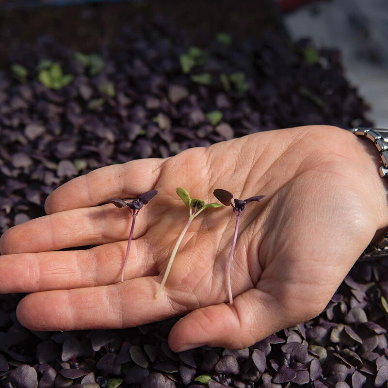 Basil, Dark Opal 5 Basil, Dark Opal - Image 3