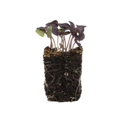 Basil, Dark Opal 9 Basil, Dark Opal -Verdant Bloom Store 0902m 04 dark opal