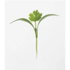 Cilantro -Verdant Bloom Store 0919m 01 cilantro