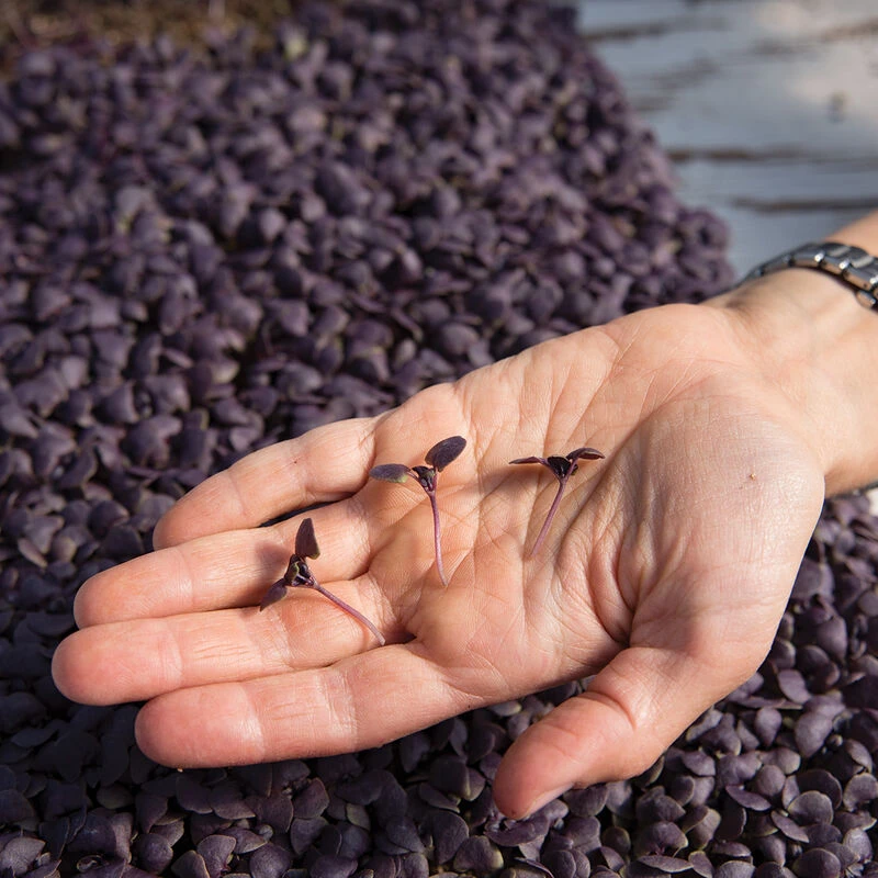 Basil, Red Rubin 4 Basil, Red Rubin - Image 2