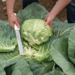 Stainless Steel Produce Knife 6 Stainless Steel Produce Knife -Verdant Bloom Store 09786 03 stnlsstlproduceknife