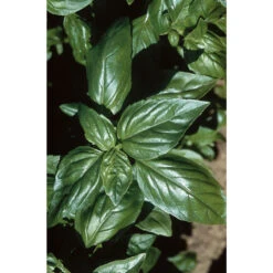 Aroma 2 -Verdant Bloom Store 2946g 01 aroma2