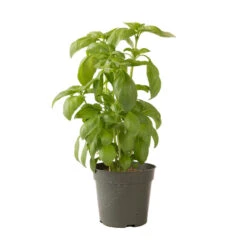 Aroma 2 -Verdant Bloom Store 2946g 04 aroma2