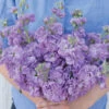 Katz Lavender Blue -Verdant Bloom Store 3692 01 katzlavenderblue