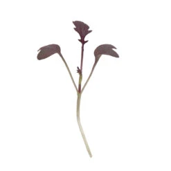 Mustard, Miz America -Verdant Bloom Store 3749m 01 mizamerica