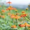 Mexican Sunflower -Verdant Bloom Store 3784 01 mexicansunflower