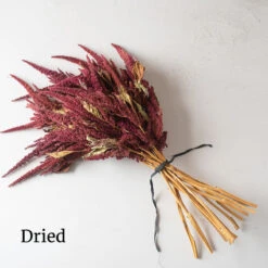 Red Spike -Verdant Bloom Store 3786 04 redspike dried flower