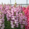Maryland Lavender I–II -Verdant Bloom Store 3942 01 maryland lavender snapdragon