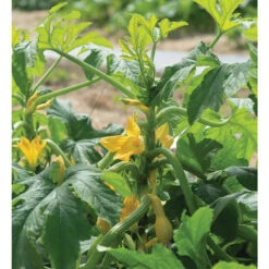 Goldfinch -Verdant Bloom Store 4033g 02 goldfinch