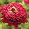 Giant Dahlia Flowered Deep Red -Verdant Bloom Store 4353 01 giantdahliaflowered deepred
