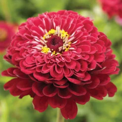 Giant Dahlia Flowered Deep Red