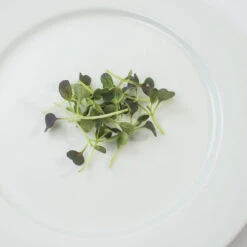 Pac Choi, Red Choi -Verdant Bloom Store 4664mg 02 redchoi