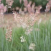 Savannah Grass -Verdant Bloom Store 4668 01 savannahgrass