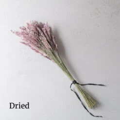 Savannah Grass -Verdant Bloom Store 4668 03 savannahgrass dried flower