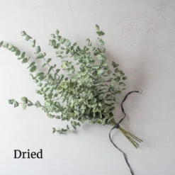 Baby Blue Bouquet -Verdant Bloom Store 4770 03 babybluebouquet dried flower