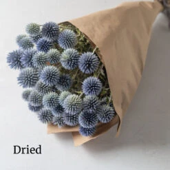 Ritro -Verdant Bloom Store 4781 03 ritro dried flower