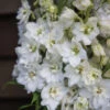 Magic Fountains Pure White -Verdant Bloom Store 4795 01 pure white