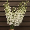 Guardian White -Verdant Bloom Store 4837 01 guardian white delphinium