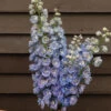 Guardian Lavender -Verdant Bloom Store 4838 01 guardian lavender delphinium