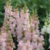 Avignon Pink II 1 Avignon Pink II -Verdant Bloom Store 4933 01 avignon pink snapdragon
