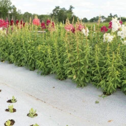 Reflective White/Black Ground Cover – 3' X 300'